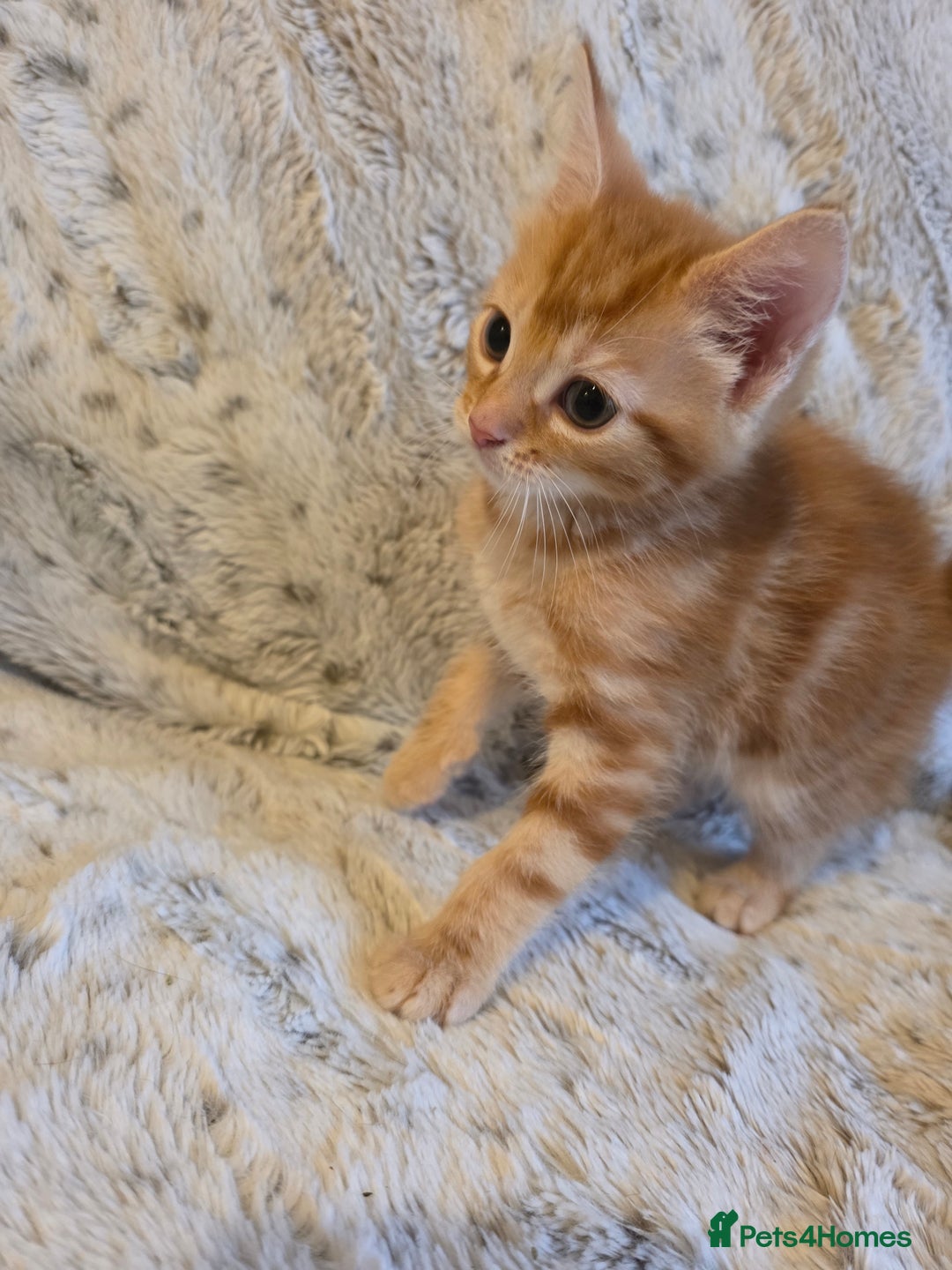 Mixed Breed cats for sale: 2 Male Stripy Kitten's - Advert 12