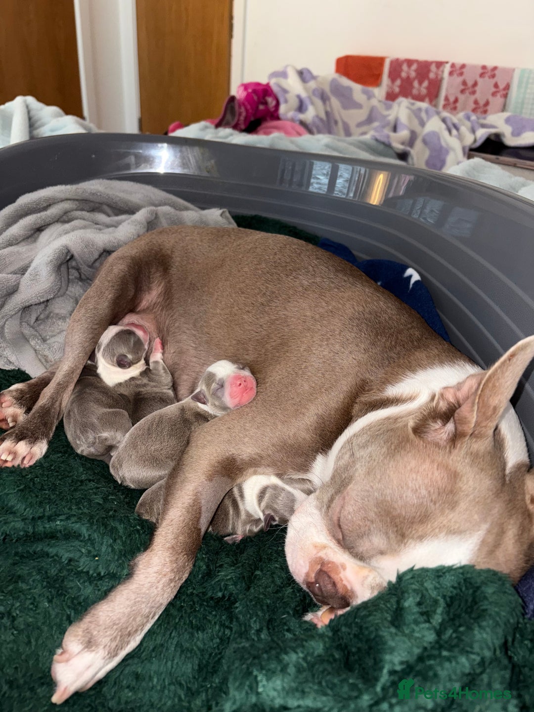 Boston Terrier dogs for sale: Premium & Rare Champaign Boston Terriers - Advert 3