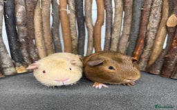 Guinea Pig rodents for sale: Baby guinea pigs for sale! - Advert 5