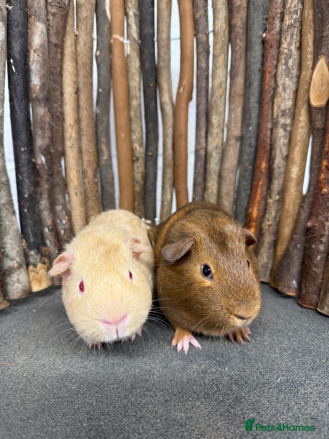 Guinea Pig rodents for sale: Baby guinea pigs for sale! - Advert 5