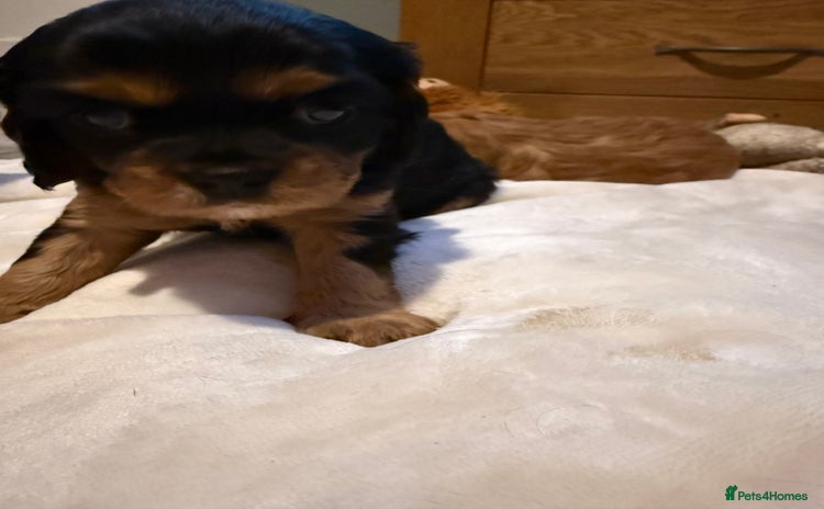 Cavalier King Charles Spaniel dogs Cavalier King Charles Spaniels - Advert 1