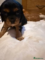 Cavalier King Charles Spaniel dogs Cavalier King Charles Spaniels - Advert 7