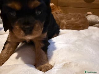 Cavalier King Charles Spaniel dogs Cavalier King Charles Spaniels - Advert 10