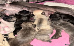 French Bulldog dogs for sale: KC French bulldog  - Image 14