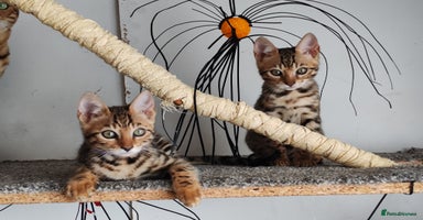 Bengal cats - Advert 3
