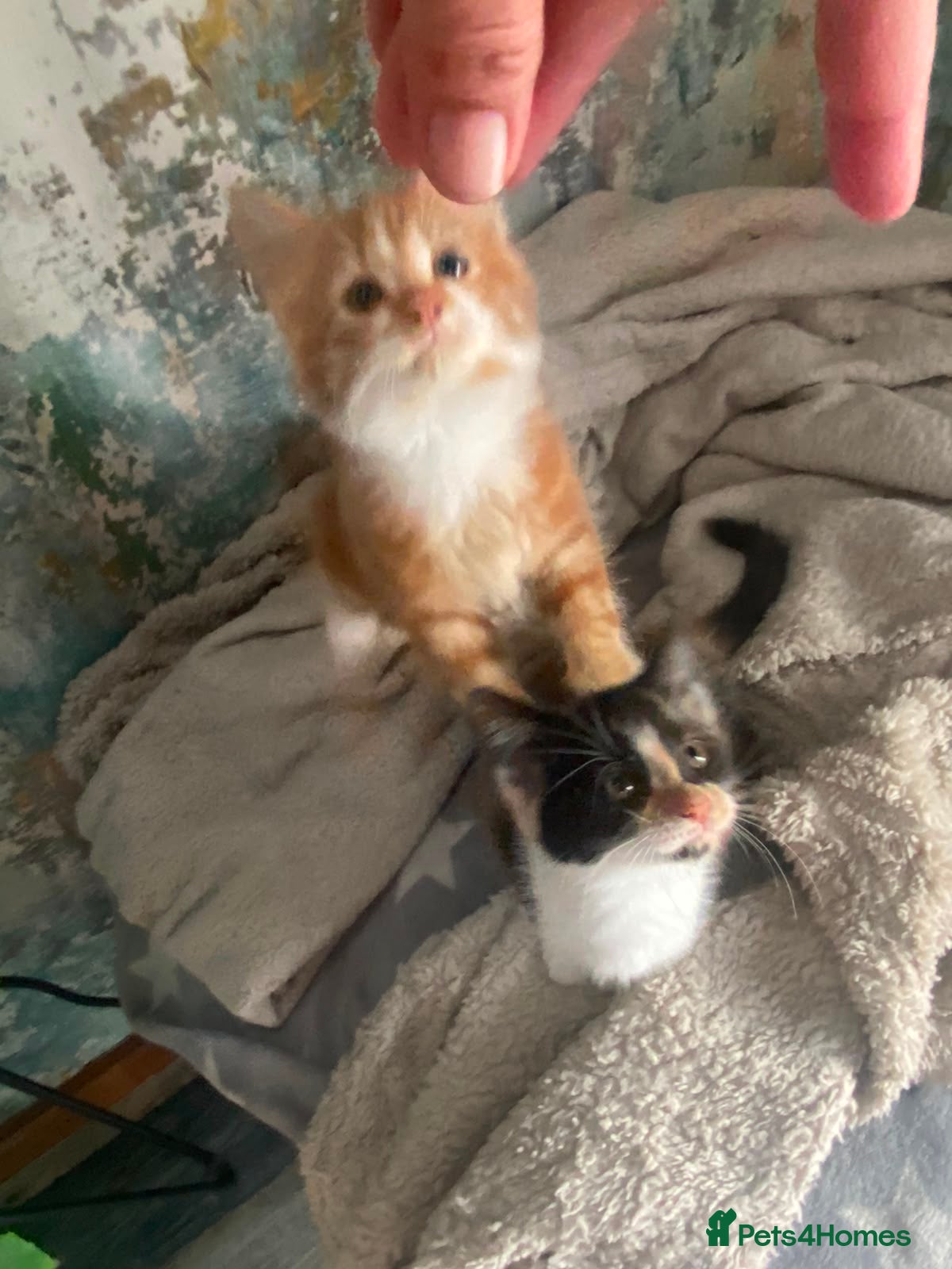 Mixed Breed cats Ready for there new homes 4 beautiful kittens  - Advert 10