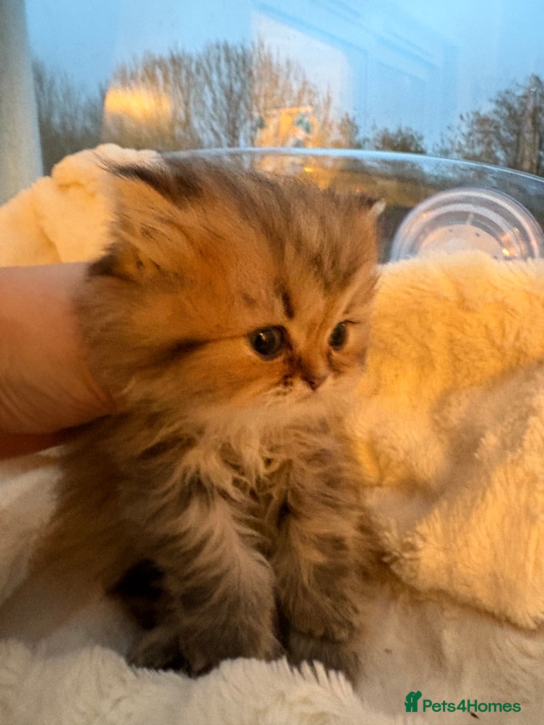 Persian cats for sale: Golden Persian chinchilla kittens  - Advert 5