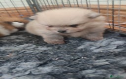 Pomeranian dogs for sale: Top Quality -KC registered  - Image 30