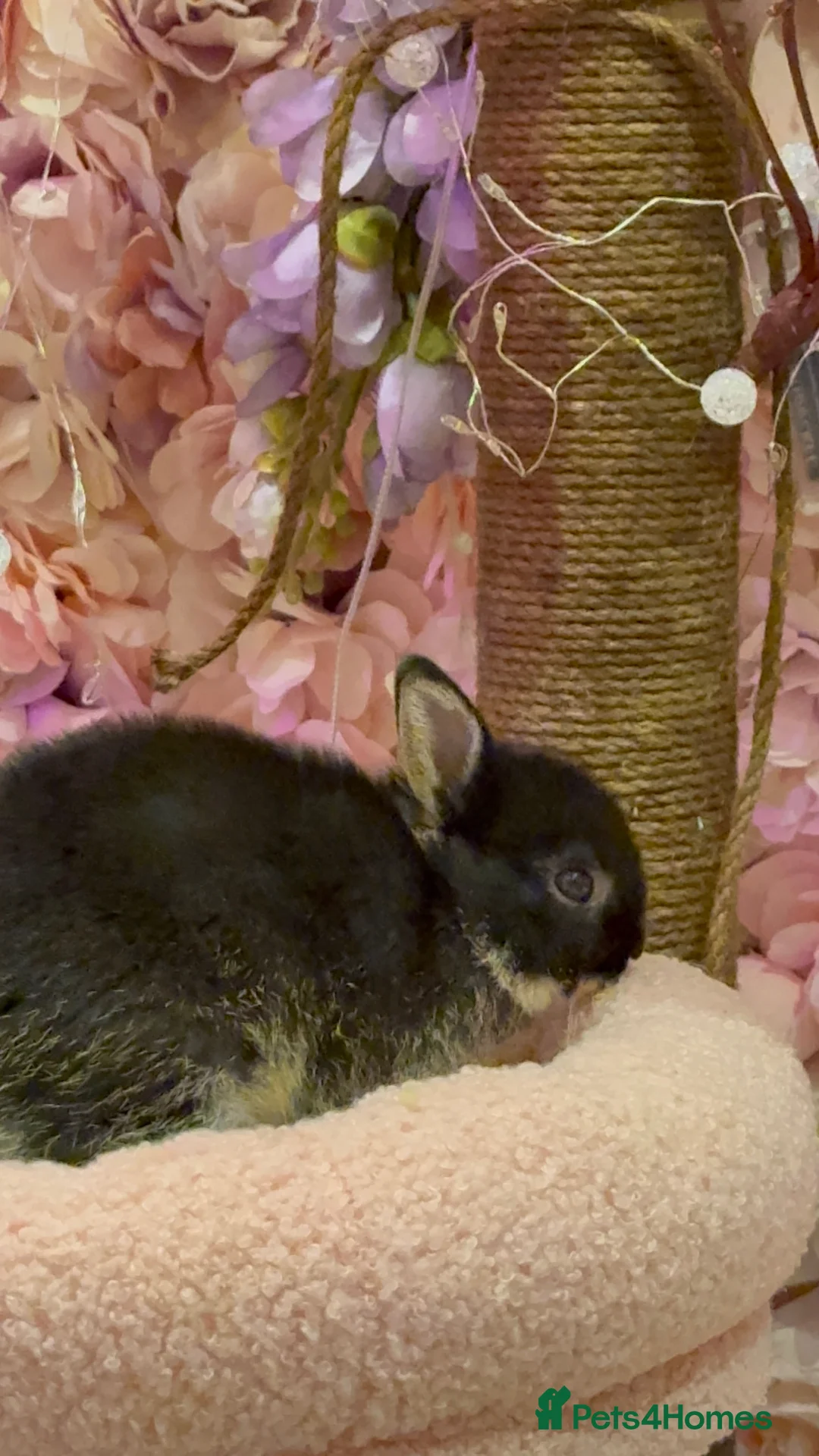 Netherland Dwarf rabbits for sale: Young Netherland dwarf Urgent need of rehoming  - Advert 26