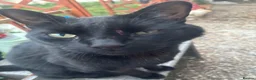 Mixed Breed cats for sale: Cats needing a new home  - Advert 5