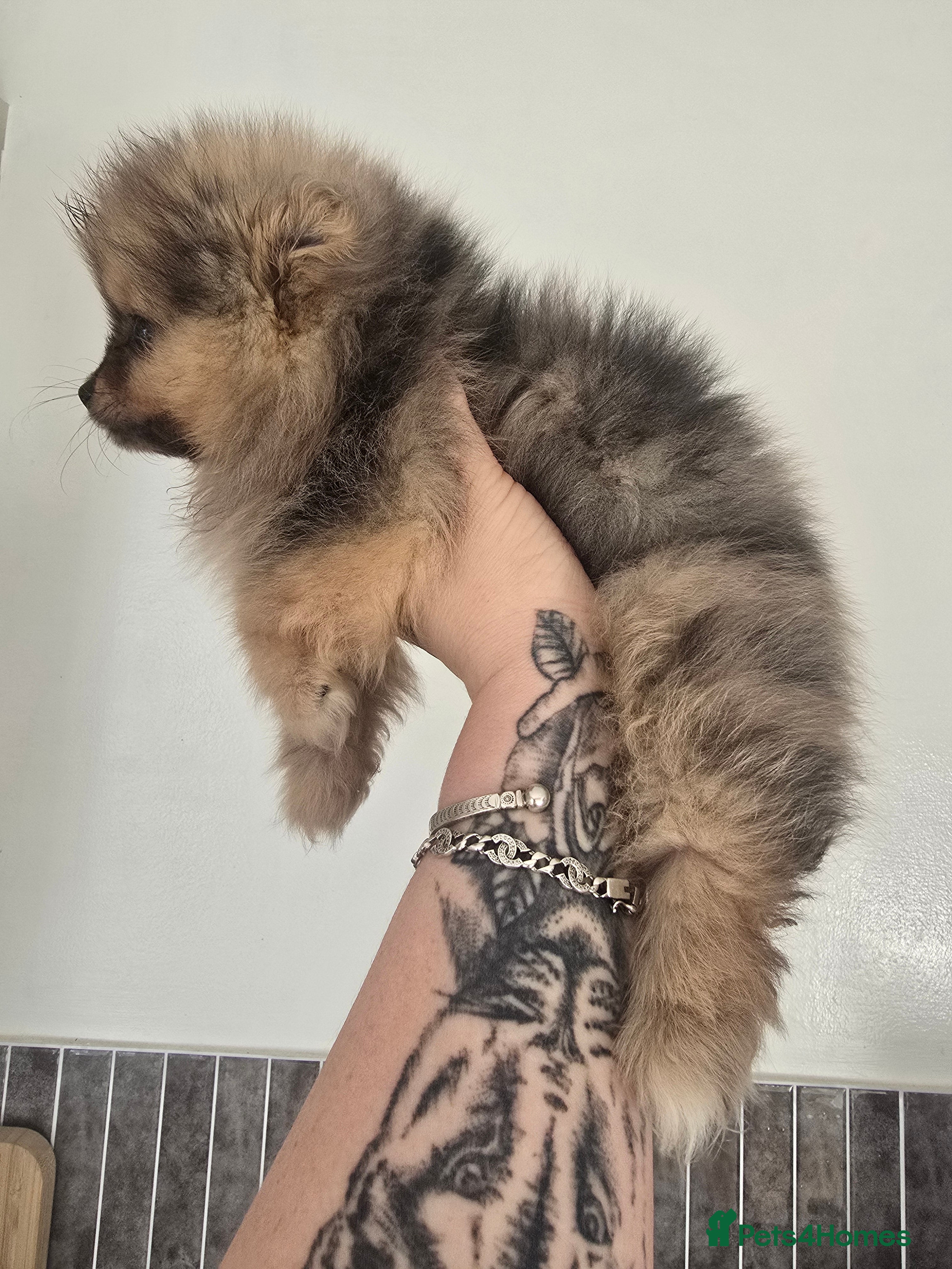 Pomeranian dogs Female merle pom - Advert 1