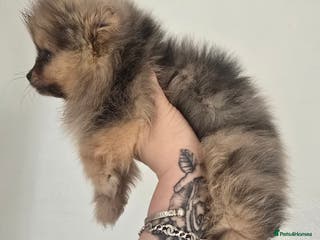 Pomeranian dogs Female merle pom - Advert 1