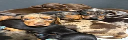 Miniature Dachshund dogs for sale: Beautiful Fully health check mini Dachshund pups - Advert 3