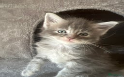Maine Coon cats for sale: Beautiful Maine Coon babies - Image 25