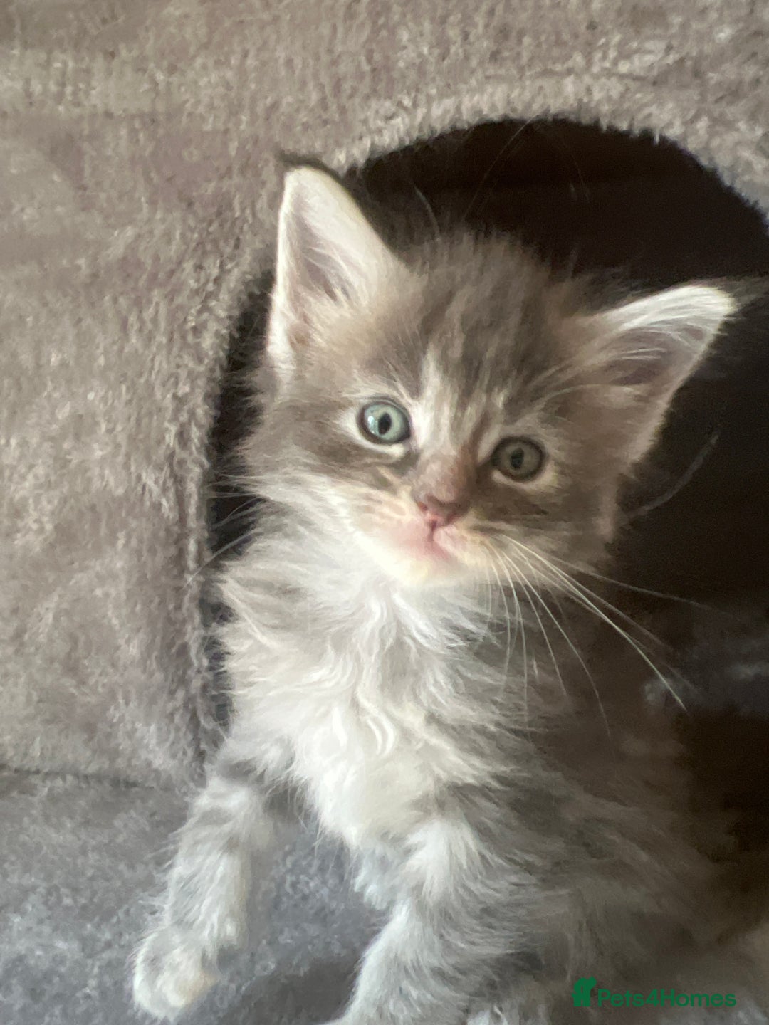 Maine Coon cats for sale: Beautiful Maine Coon babies - Image 25