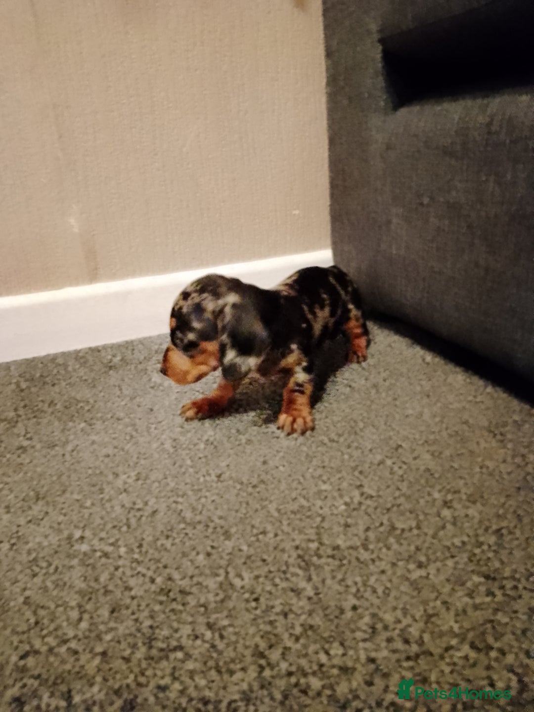 Miniature Dachshund dogs for sale: Miniature Dachshund  - Image 9