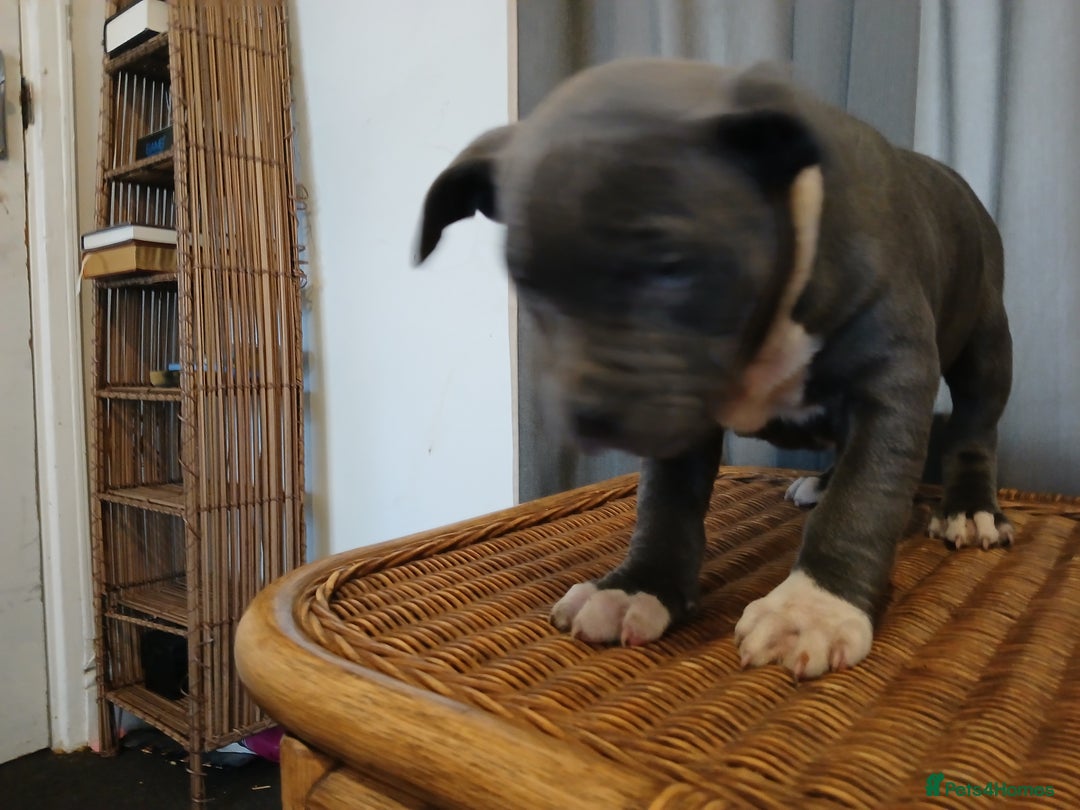 Mixed Breed dogs for sale: 2 Half Staffy & Half American Bulldog Puppies  - Advert 6