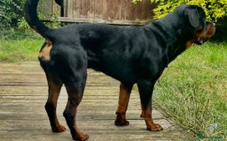 Rottweiler dogs for stud: Rottweiler for stud  - Image 2