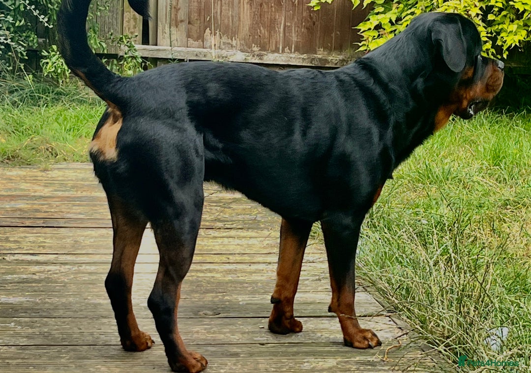 Rottweiler dogs for stud: Rottweiler for stud  - Image 2