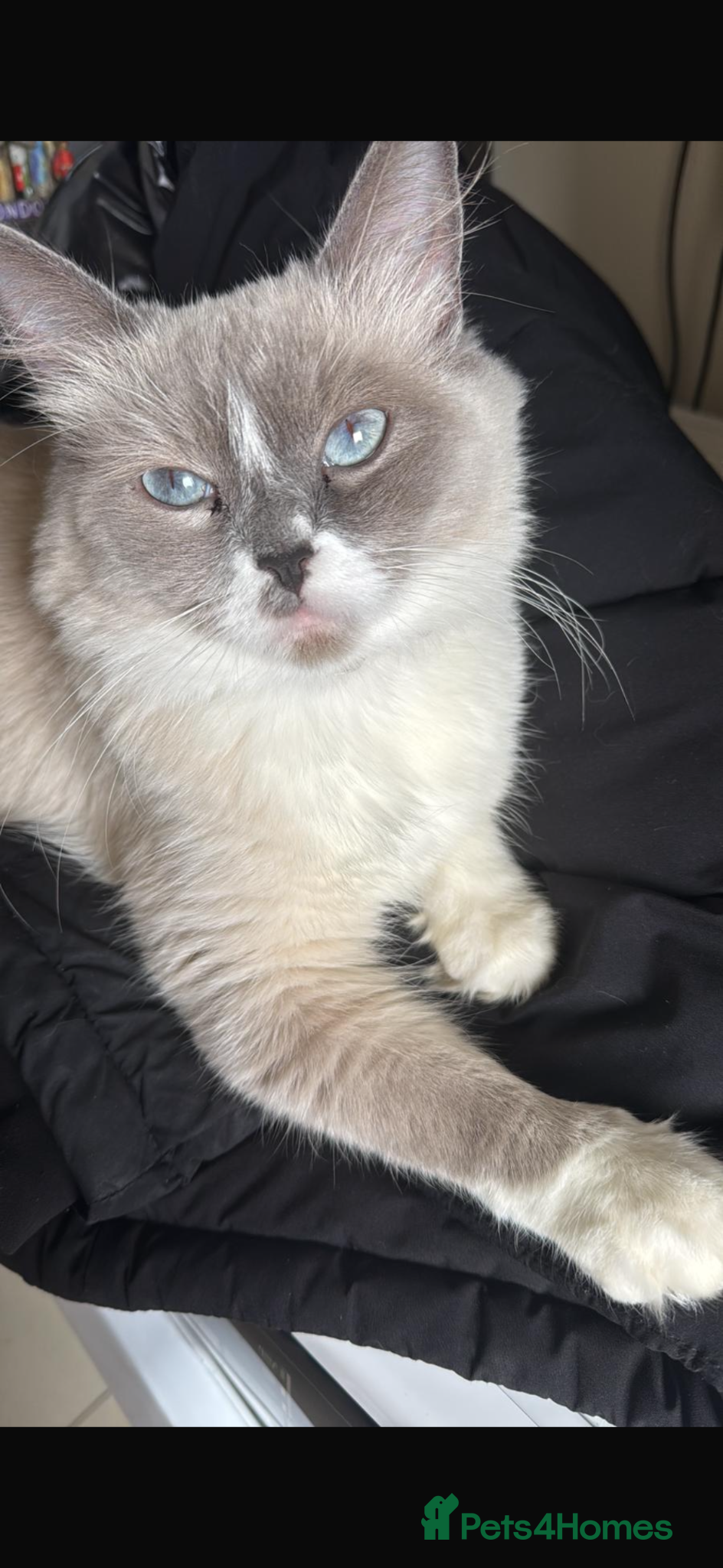 Mixed Breed cats Ragdoll mix  - Advert 1