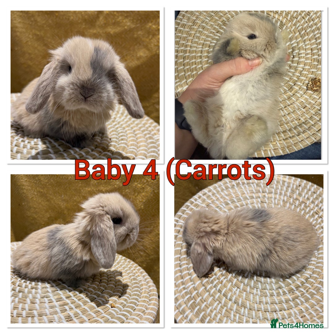 Mini Lop rabbits for sale: 5 Beautiful Baby Mini Lop Rabbits  - Advert 5