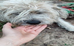 Mixed Breed dogs for adoption: Randolph, 2 - 3 yrs. Available for adoption. - Image 7
