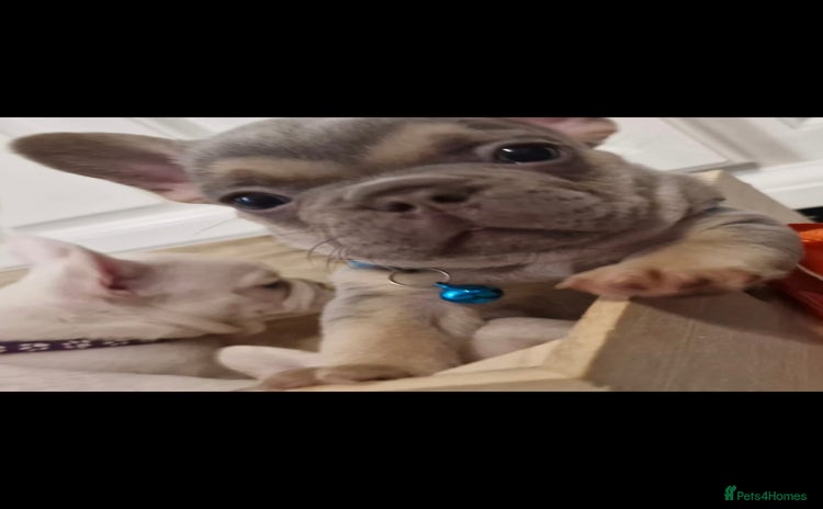 French Bulldog dogs - Advert 3