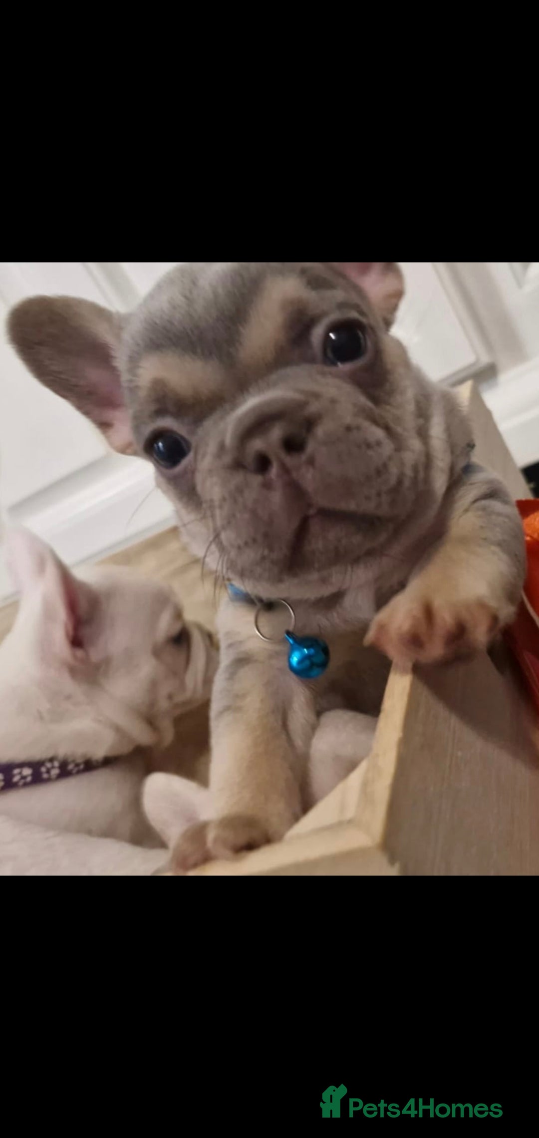 French Bulldog dogs for sale: Lovley frenchie puppies  - Image 1