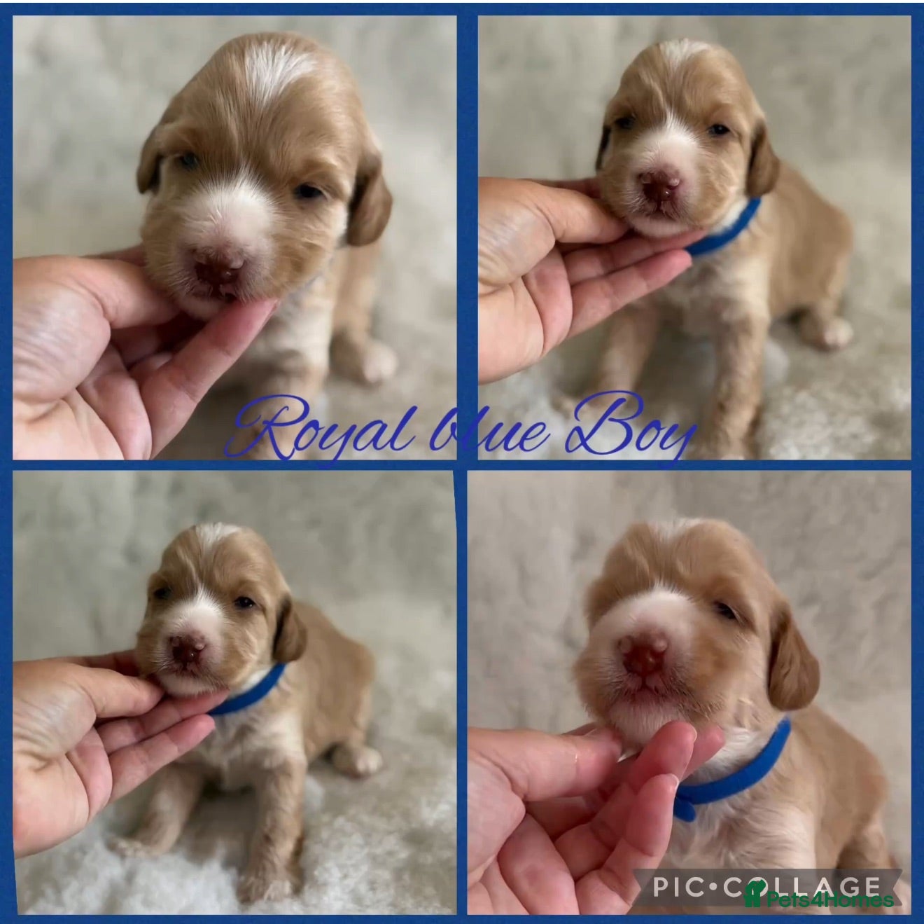 Labradoodle dogs Multigen Prestige Australian Labradoodle puppies💜 - Advert 2