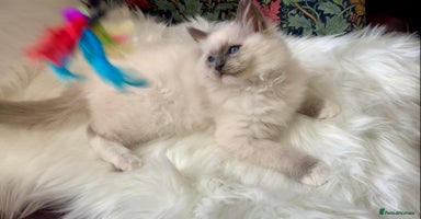 Ragdoll cats - Advert 3
