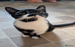 British Shorthair cats for sale: Male Cat for free to good home  - Advert 1