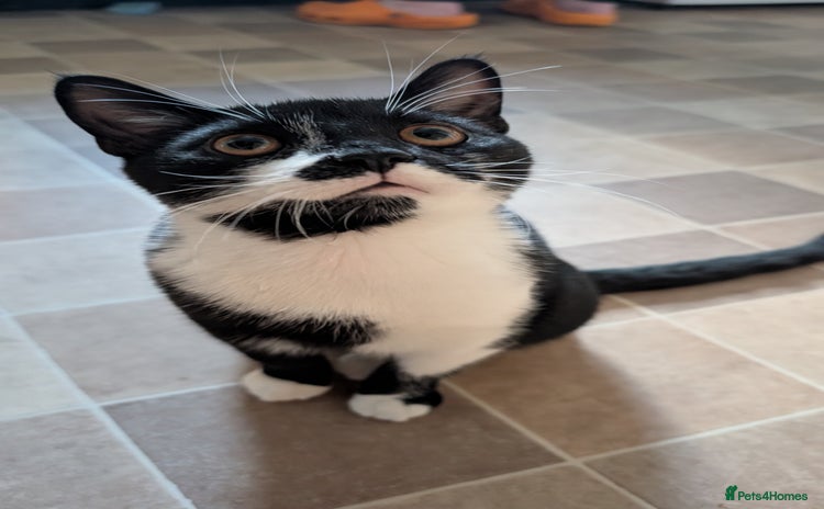 British Shorthair cats Male Cat for free to good home  - Advert 1