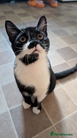 British Shorthair cats Male Cat for free to good home - Advert 1