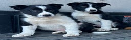 Border Collie dogs for sale: Beautiful Border Collies - Advert 1