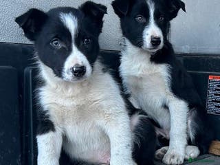 Border Collie dogs Beautiful Border Collies - Advert 1