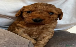 Labradoodle dogs for sale: Miniature Fox Red Labradoodles  - Image 2
