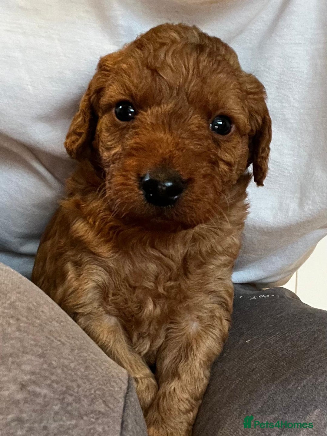 Labradoodle dogs for sale: Miniature Fox Red Labradoodles  - Image 2