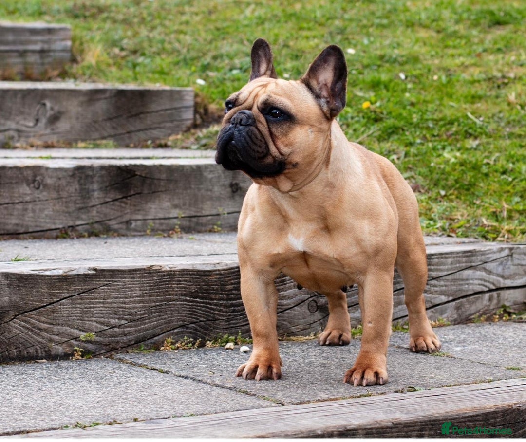 French Bulldog dogs for sale: Stunning Fawn female - Image 2