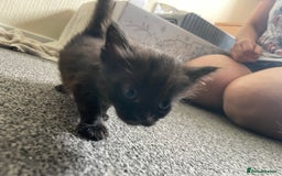 Mixed Breed cats for sale: Mixed grey kittens  - Image 7