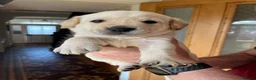 Labrador Retriever dogs for sale: Beautiful KC Registered labrador puppies for sale - Advert 14