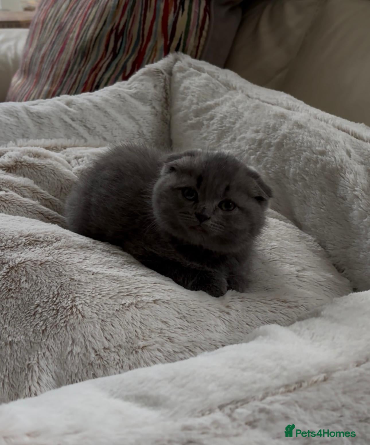 British Shorthair cats BSH/Scottish male - Advert 2