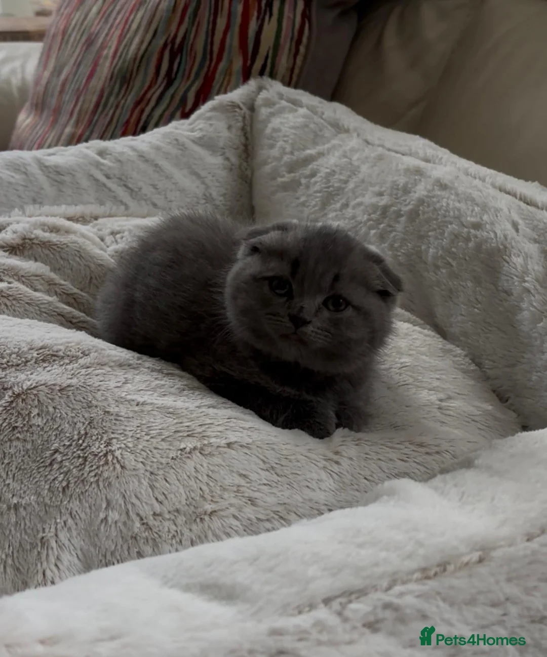 British Shorthair cats for sale: BSH/Scottish male - Advert 2