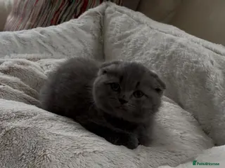 British Shorthair cats BSH/Scottish male - Advert 1