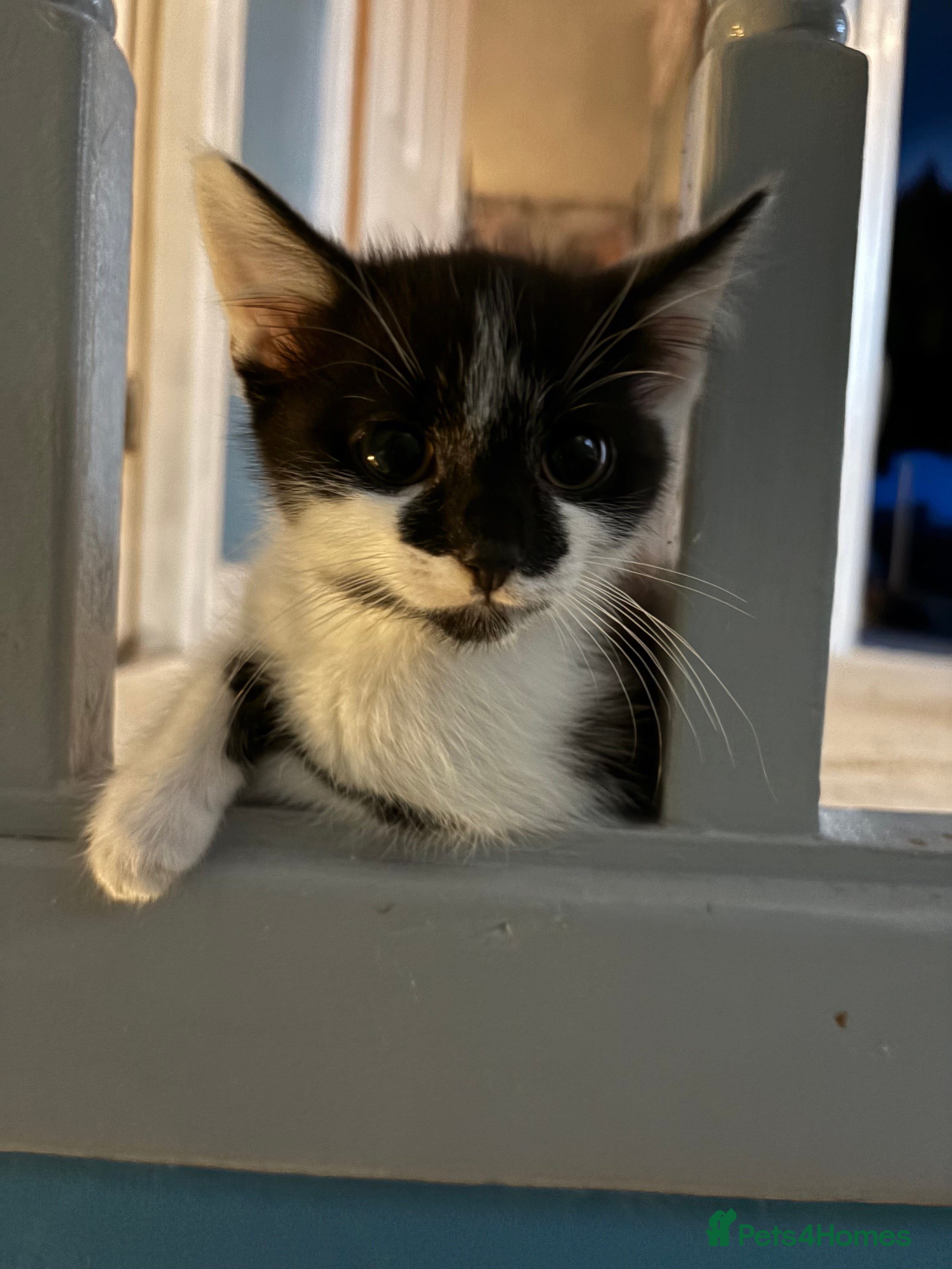 Mixed Breed cats Black and white male  - Advert 2