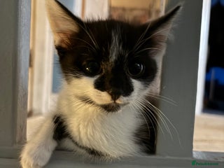 Mixed Breed cats Black and white male - Advert 17