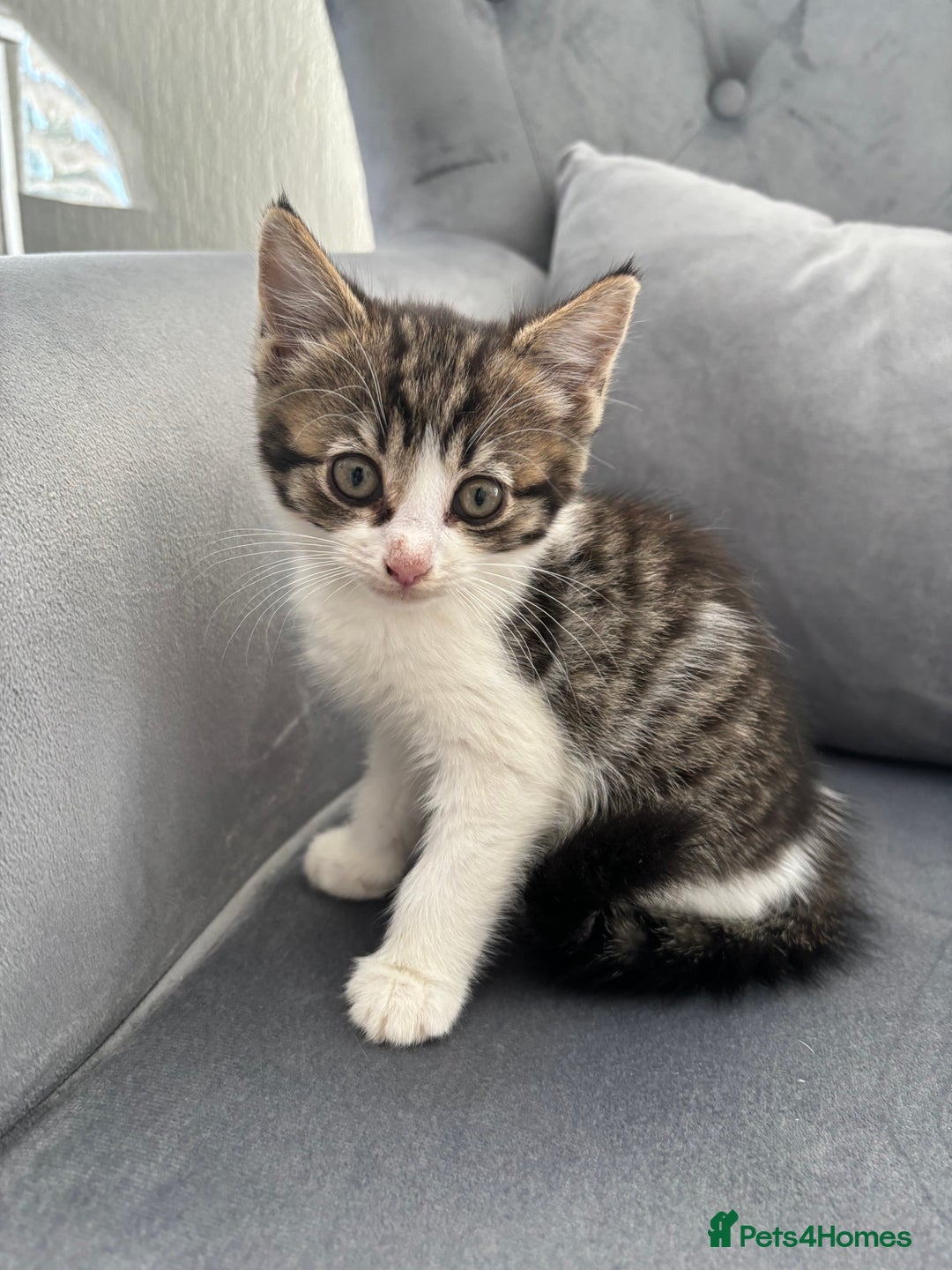 Mixed Breed cats for sale: Female kitty for sale - ready to leave  - Image 7