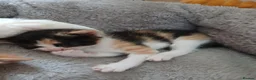 Mixed Breed cats for sale: 2 Calico Girls and 1 Ginger Male - Advert 5