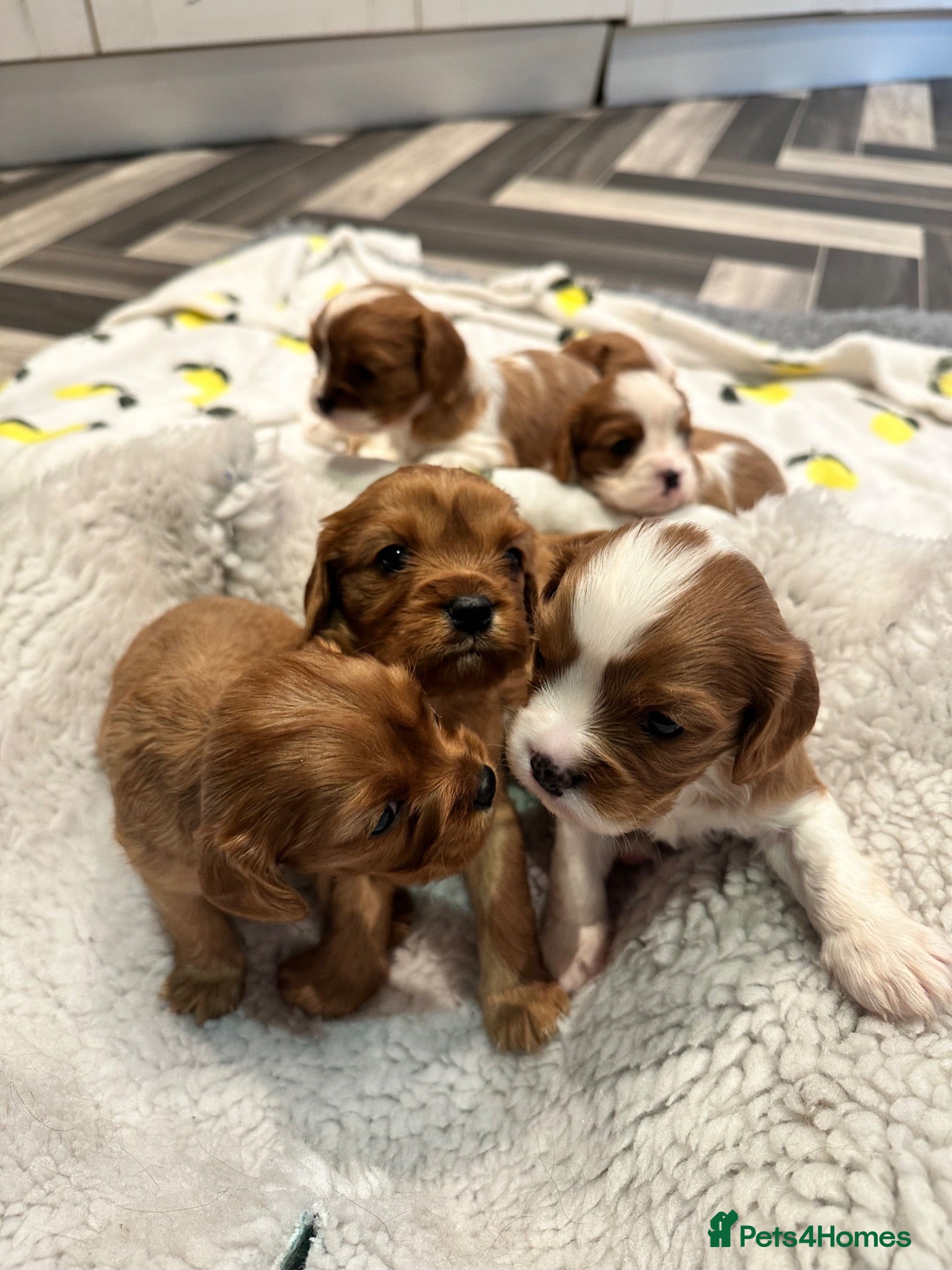 Cavalier King Charles Spaniel dogs 6 SWEET LITTLE BEAUTIES 2 boys 4 girls  - Advert 18