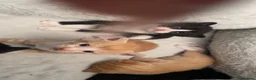 Mixed Breed cats for sale: British Shorthair x snowshoe kittens - Advert 10