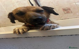 Mixed Breed dogs for adoption: Pony - Norwich Norfolk  - Image 3